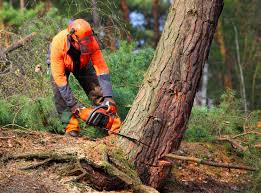 Professional Tree Care Services in Lawton, MI