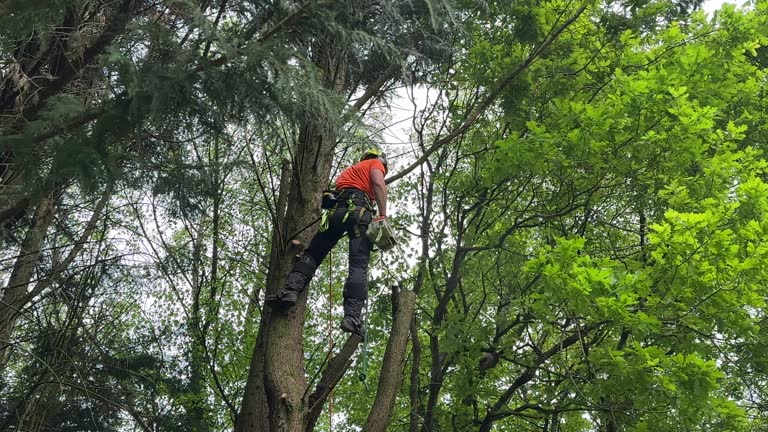 Seasonal Cleanup (Spring/Fall) in Lawton, MI